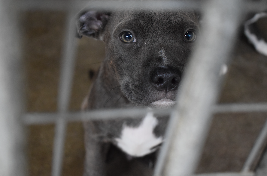 SSPCA urges public not to buy pets online after pups seized in port raid