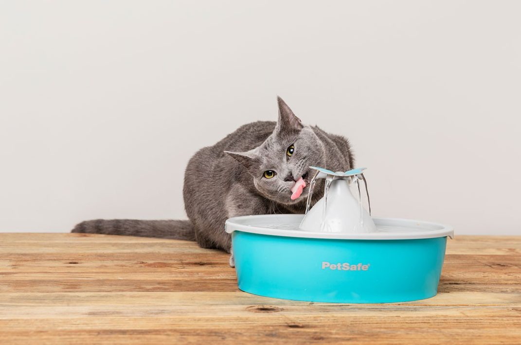 PetSafe launches new fountain for pets
