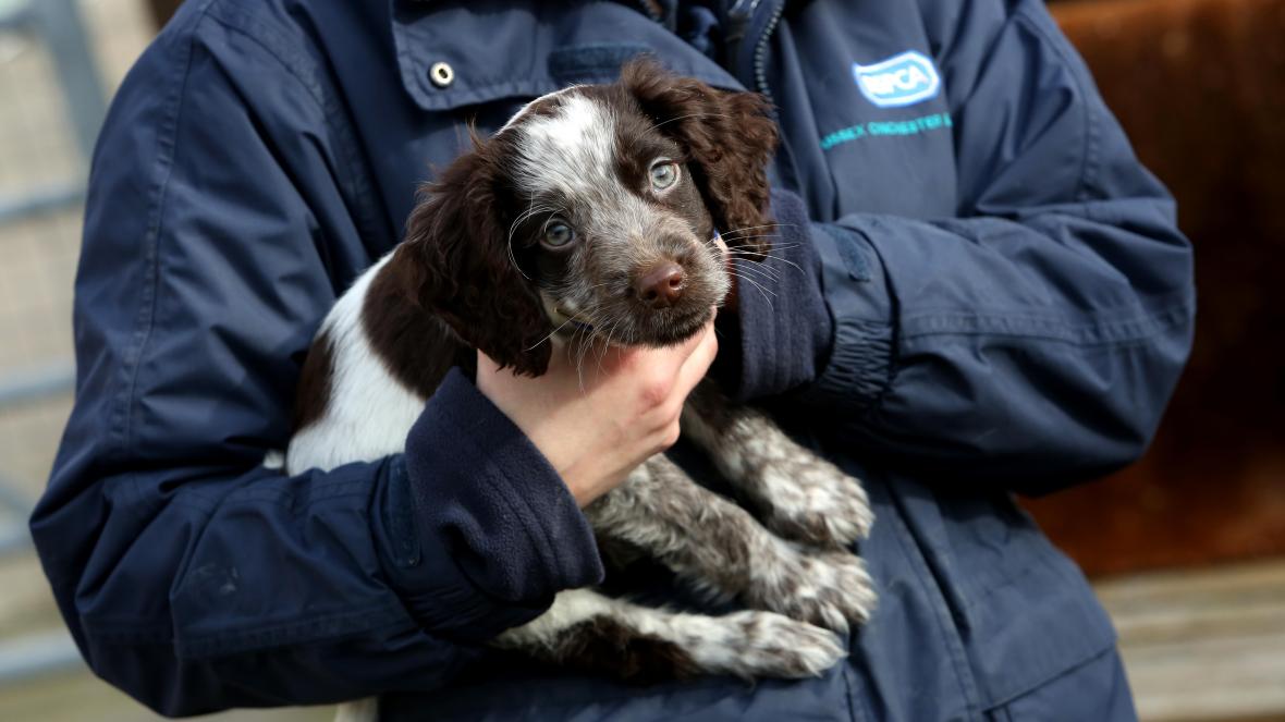 RSPCA outlines efforts to go plastic-free