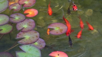 Aquatic firms see boost during lockdown