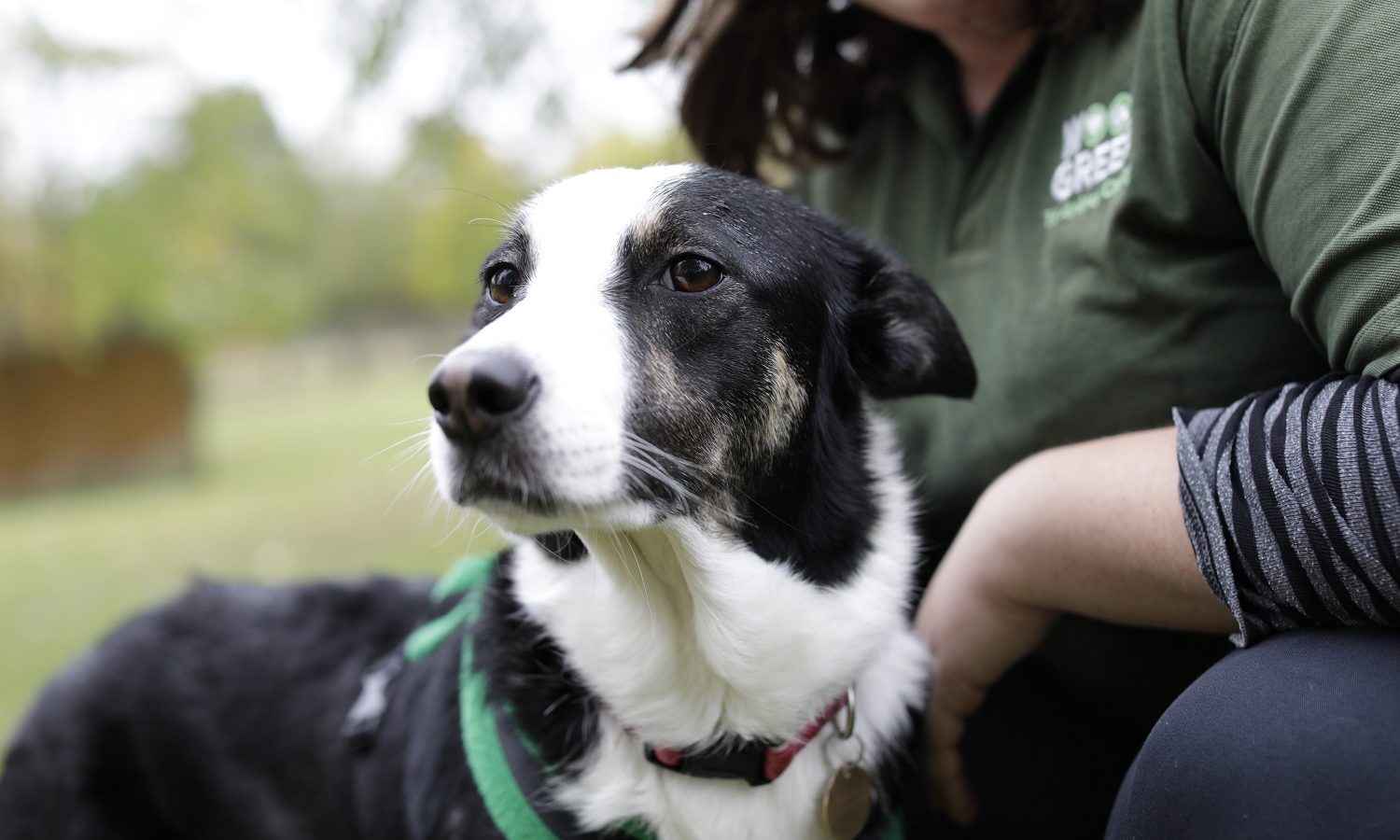 Behavioural issues to expect from your dog as lockdown eases & how to manage the transition