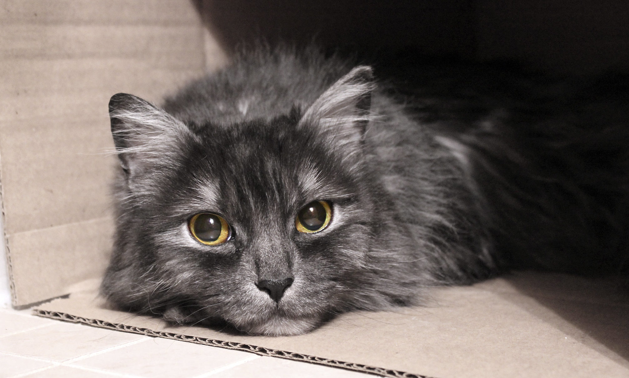 Covid-19 confirmed in pet cat in the UK