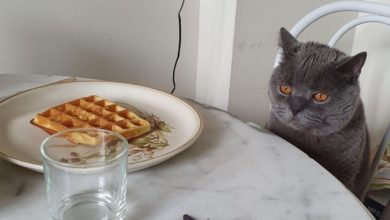 Gourmet pet food on the up in lockdown