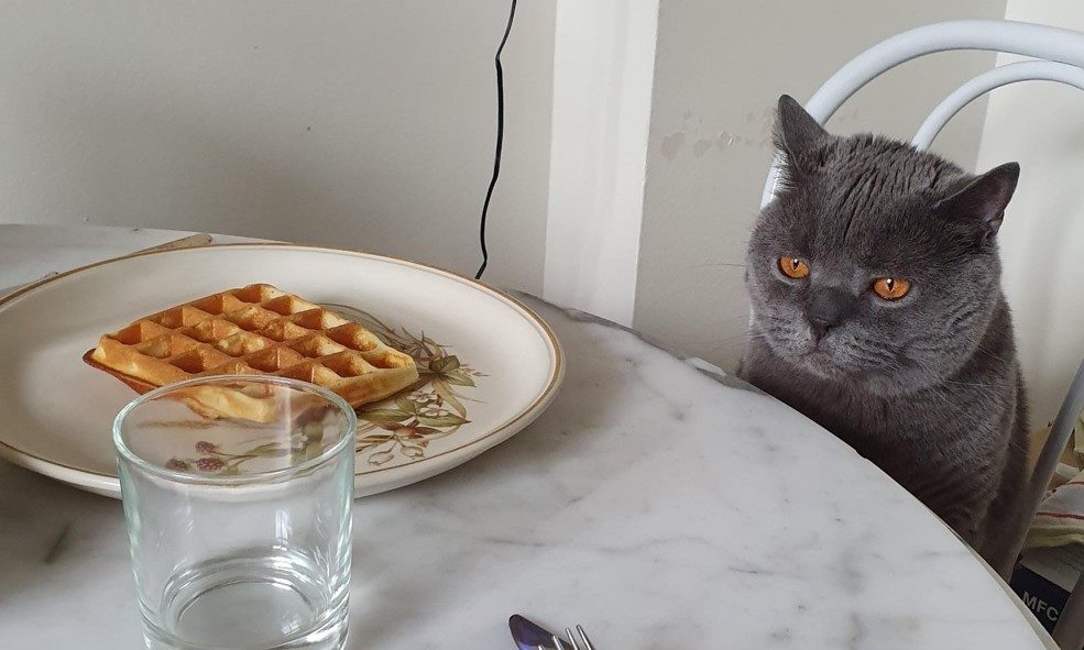 Gourmet pet food on the up in lockdown