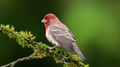 Mexican Rose Finch