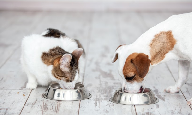 How to avoid needing to see vet for your pet during the lockdown