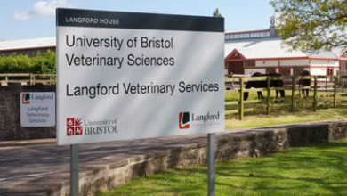 University of Bristol appoints new head of vet school