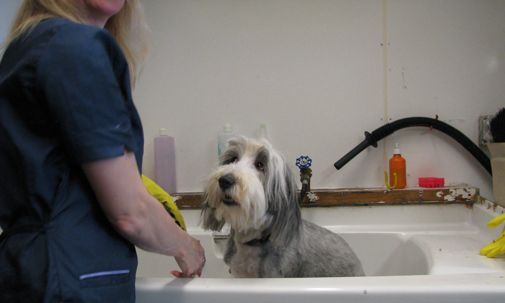 Dog grooming salons Lockdown & the new normal? Post