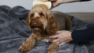 Pet Teezer launches online masterclass