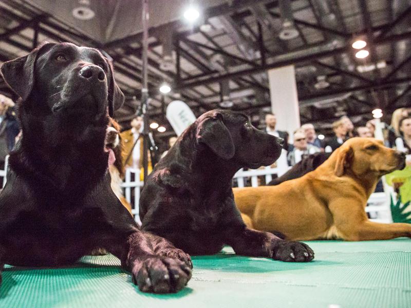 The Dog Lover Show postponed for second time
