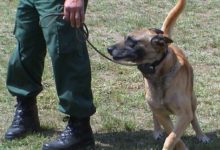 The Kennel Club urges Holyrood to deliver shock collar ban