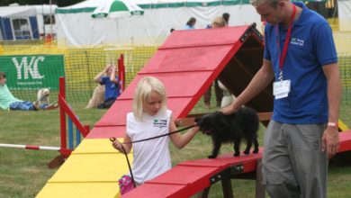 Kennel Club launches online YKC Summer Camp event