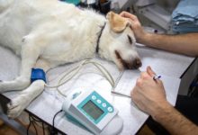 Animal Trust invests £1.5m in new Teesside veterinary hospital