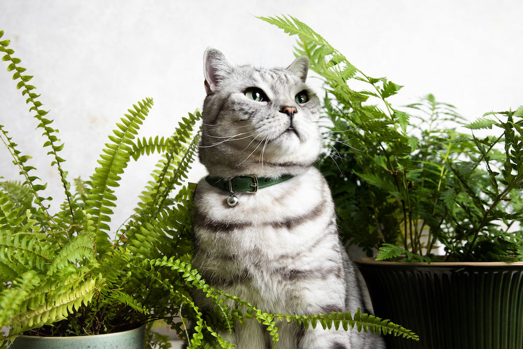 Cheshire & Wain now stocked at Harrods