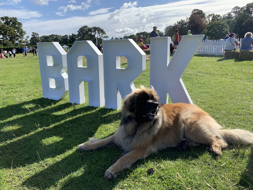Dogstival welcomes over 6,000 attendees