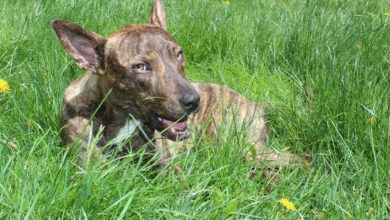 Dog rescue charity appeals for funding