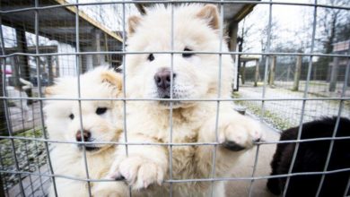 Third of public don’t research before buying dogs, warns charity