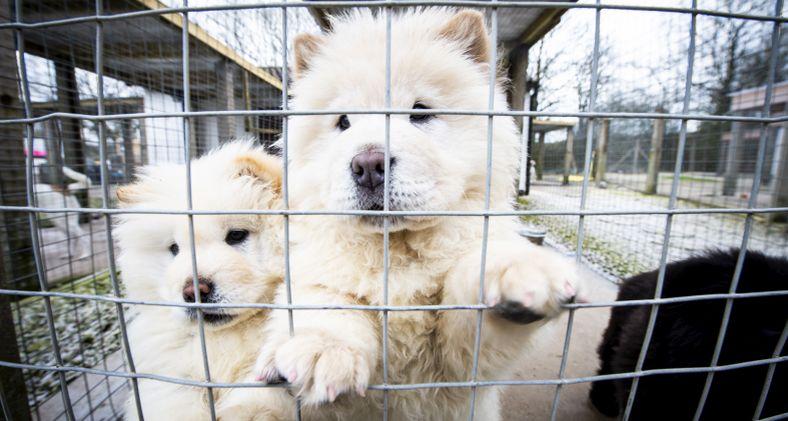 Third of public don’t research before buying dogs, warns charity