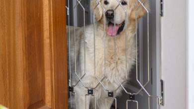 Dog-G8 launches new gate for the home