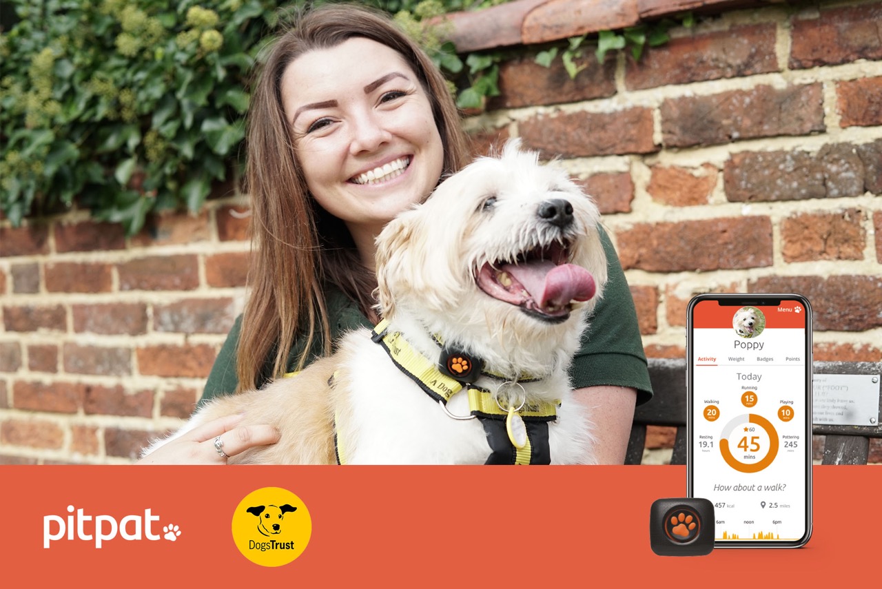 PitPat and Dogs Trust invests 50k to ‘support canine well-being’