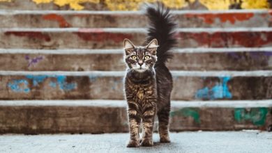 KatKin secures £4.5m to promote cat nutrition