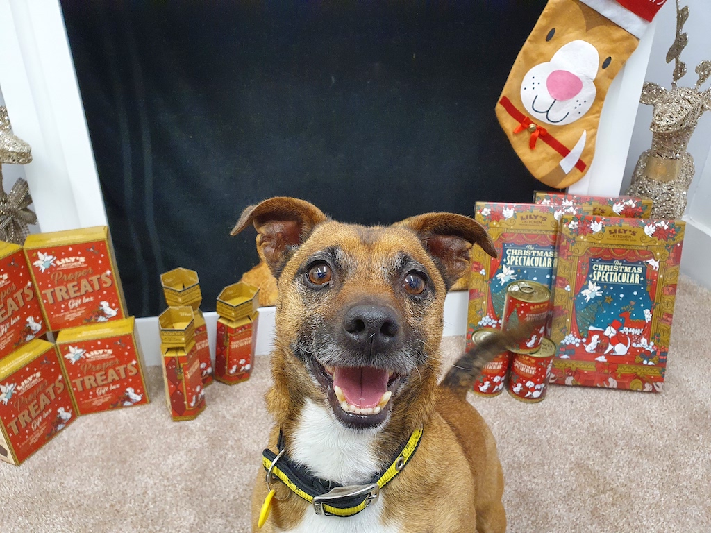 Lily’s Kitchen partners with Dogs Trust