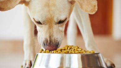 Luxury pet business launches in Belfast