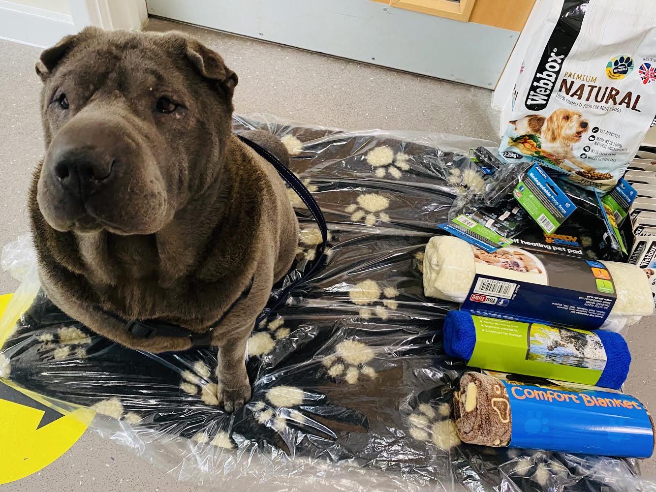 Webbox supports the launch of  pet-friendly hostel accreditation scheme