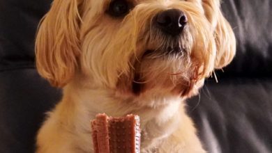 Pet Trade Innovations launches new dog toy