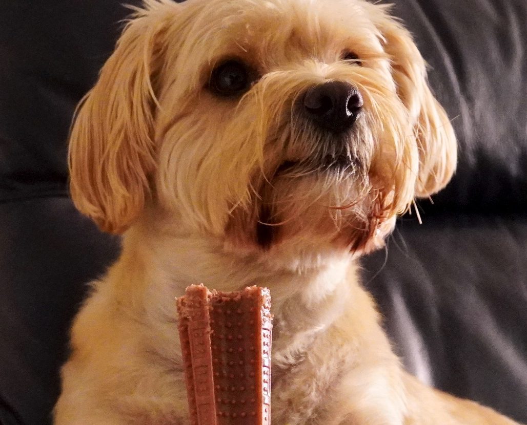 Pet Trade Innovations launches new dog toy