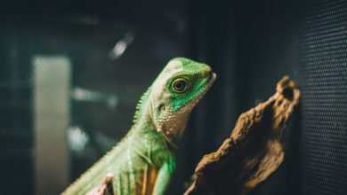 Teenager opens exotic pet shop