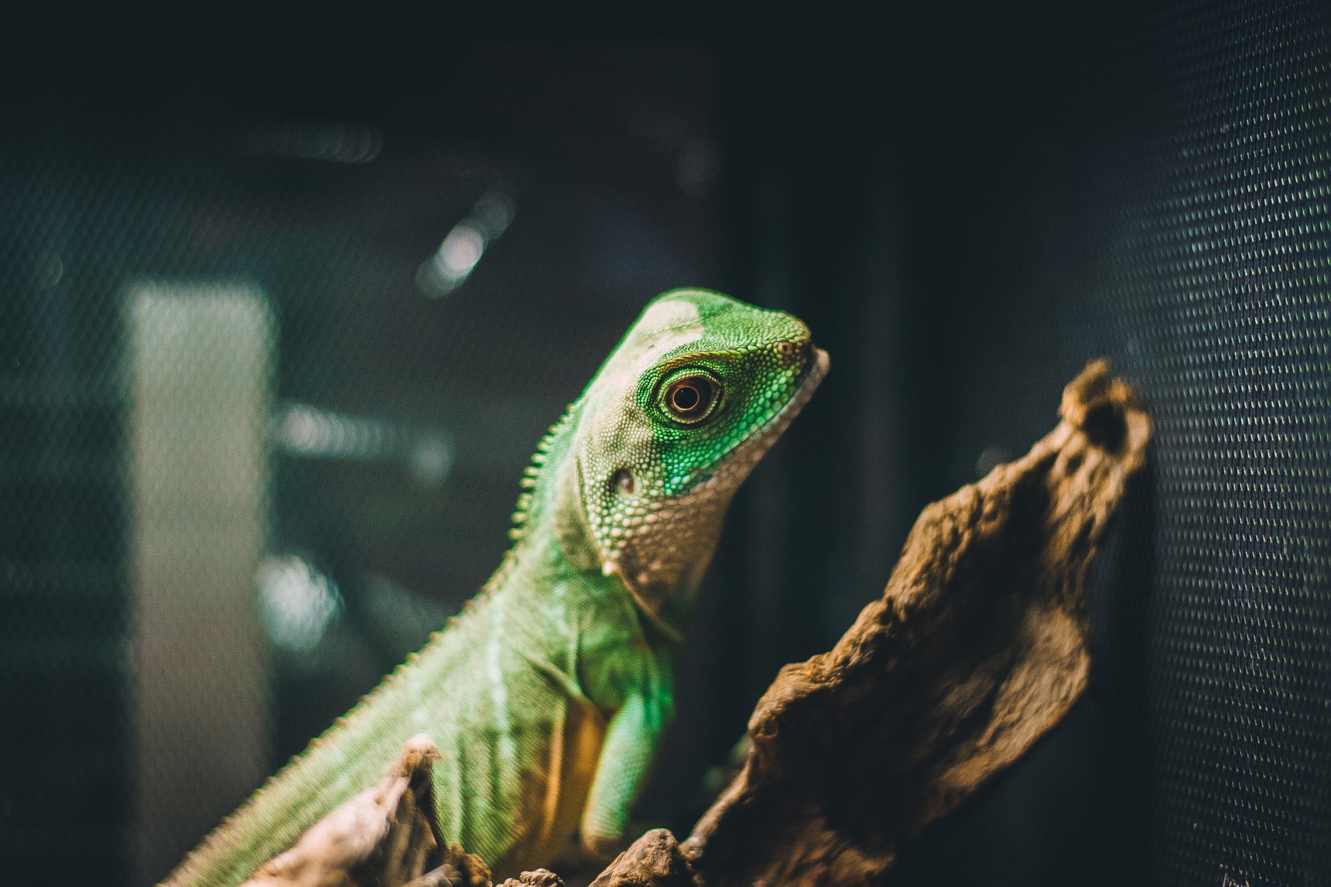 Teenager opens exotic pet shop