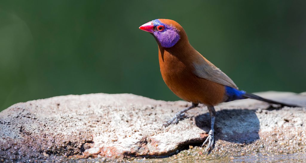 The Violet Eared Waxbill