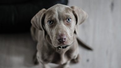 RSPCA gives ‘cautious welcome’ to Welsh puppy selling regulation