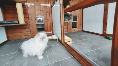 Pets Country Manor to operate as feline food bank