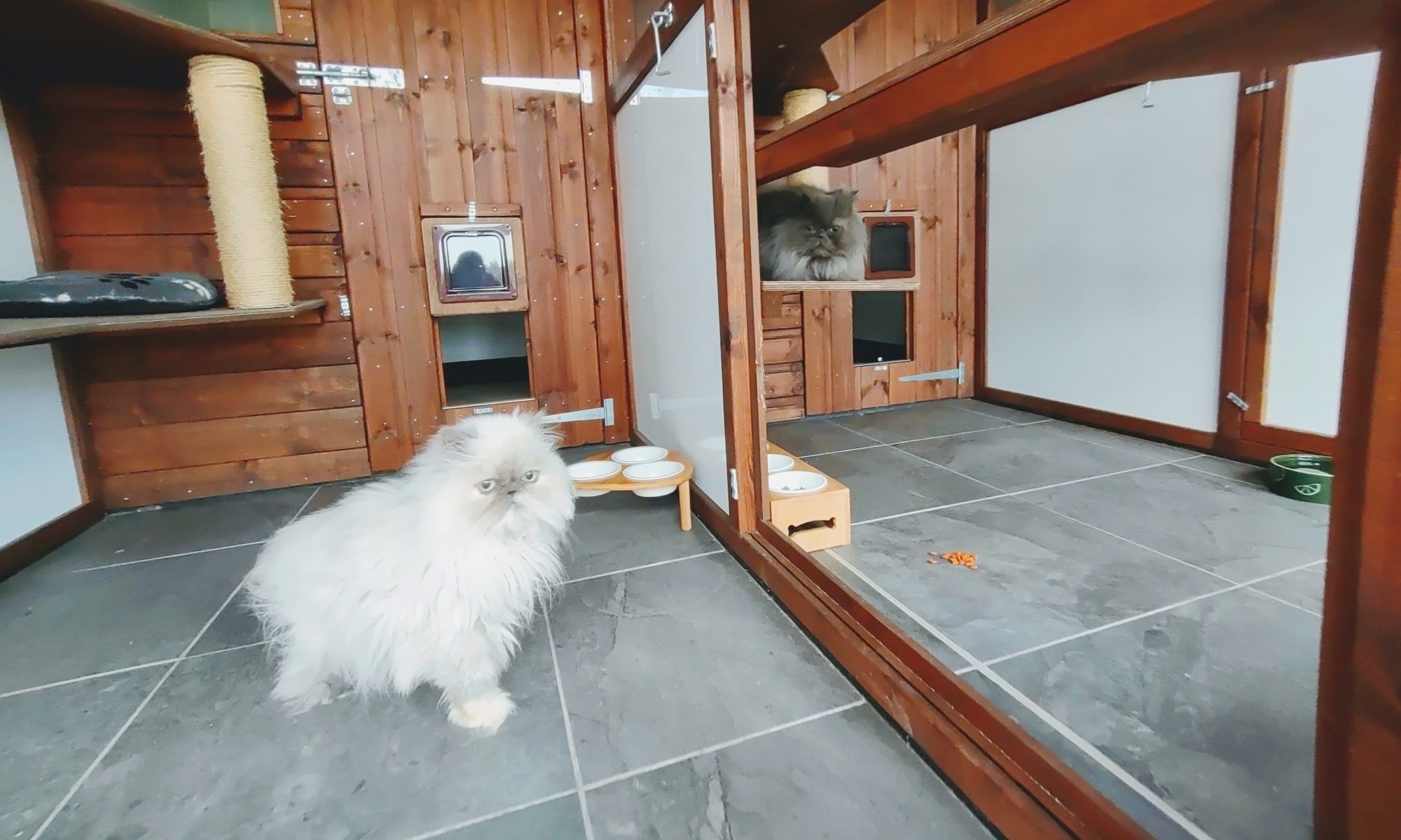 Pets Country Manor to operate as feline food bank