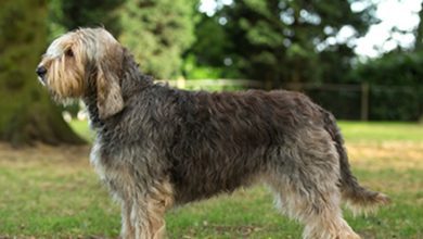 The Kennel Club expands online academy