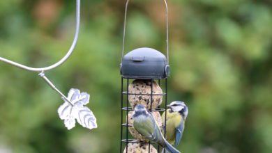 Henry Bell Wild Bird Care launches sterling collection