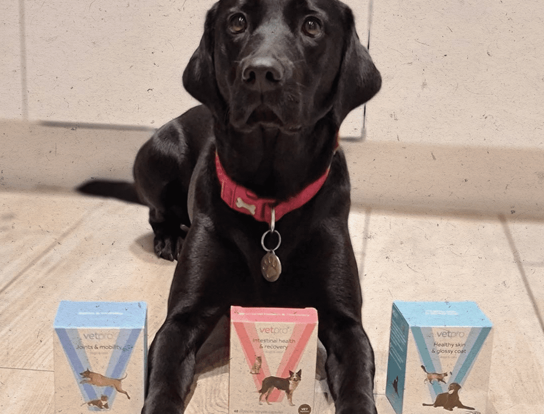 IVC Evidensia launches new joint care supplement 