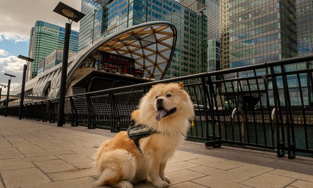London named Europe’s most pet-friendly city