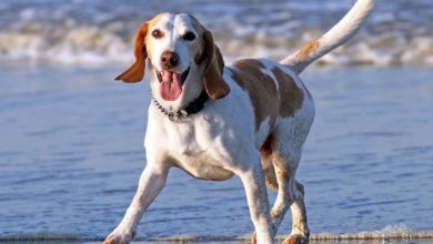 YKC launches two-month challenge for young dog owners