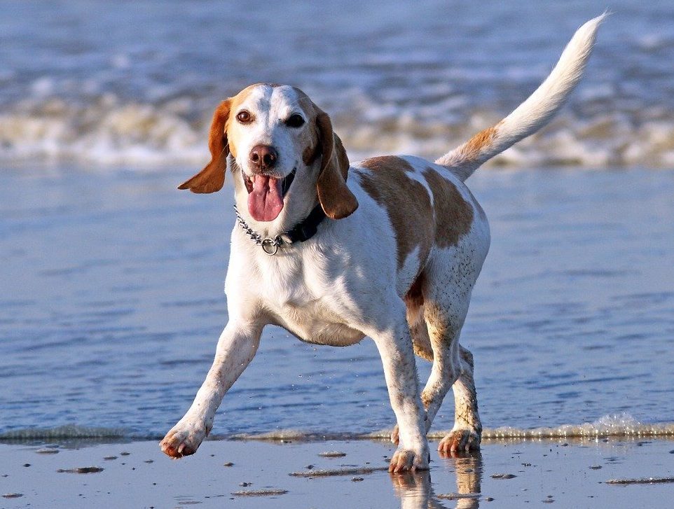 YKC launches two-month challenge for young dog owners