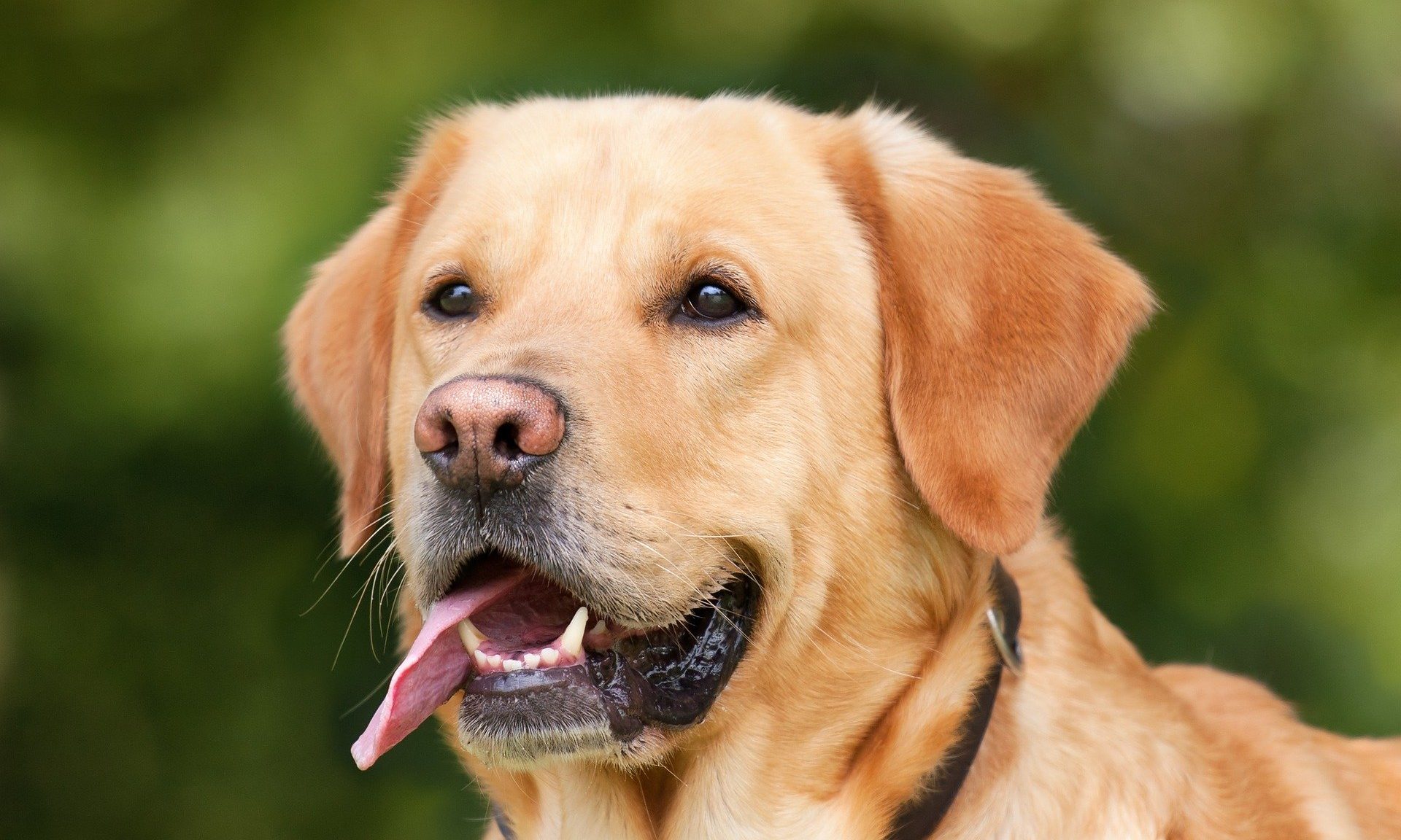 Manypets releases pet carbon calculator