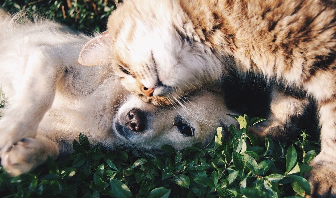 Pets Choice name Becky Lambert national pet trade manager