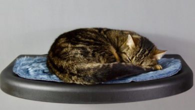 Catipilla exceeds crowdfunding target in two days