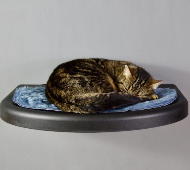 Catipilla exceeds crowdfunding target in two days