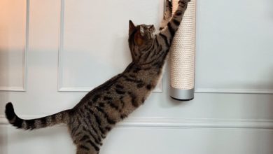 Catipilla fundraising exceeds target by 196%