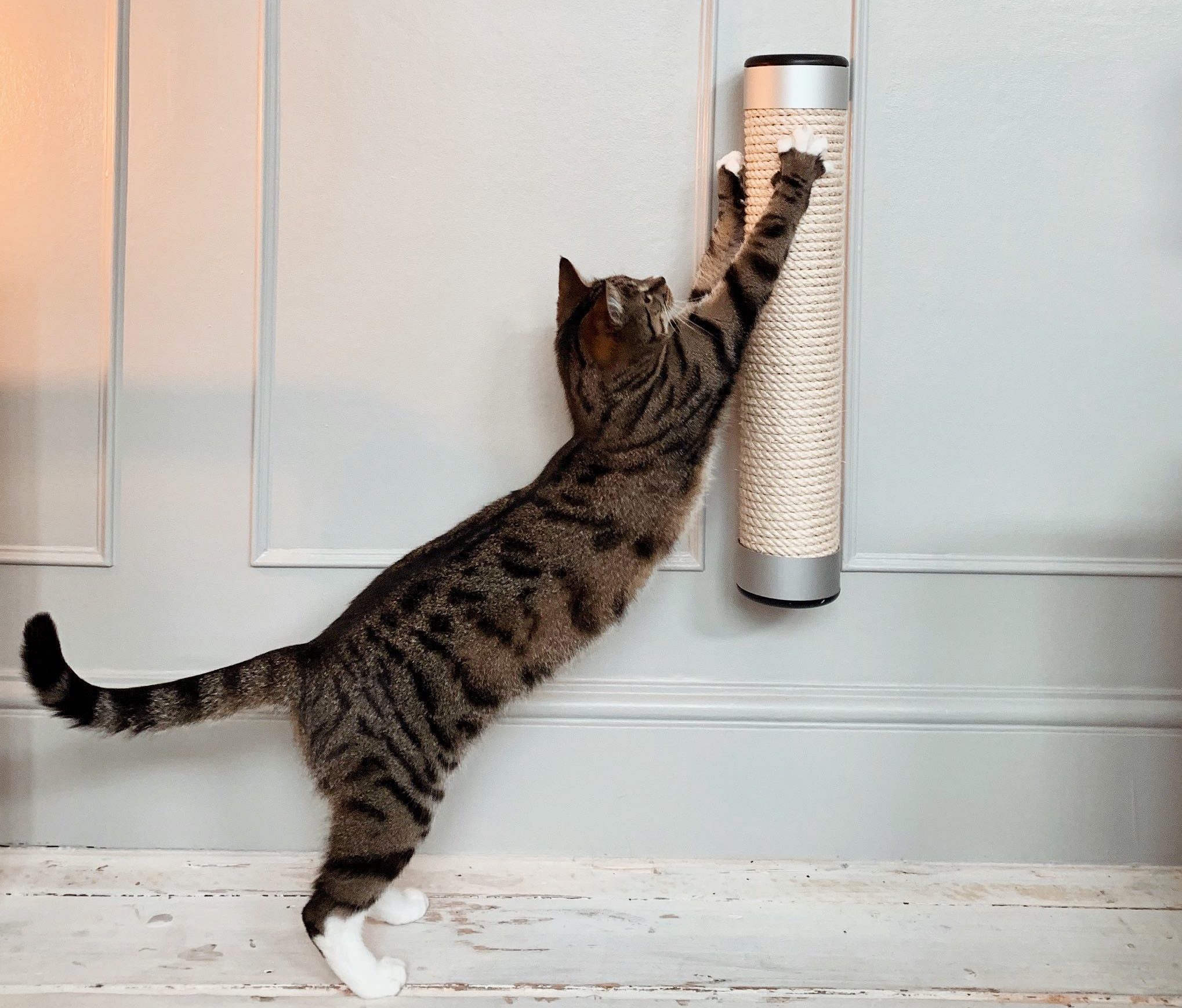 Catipilla fundraising exceeds target by 196%