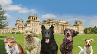 All About Dogs to bring show to Blenheim Palace