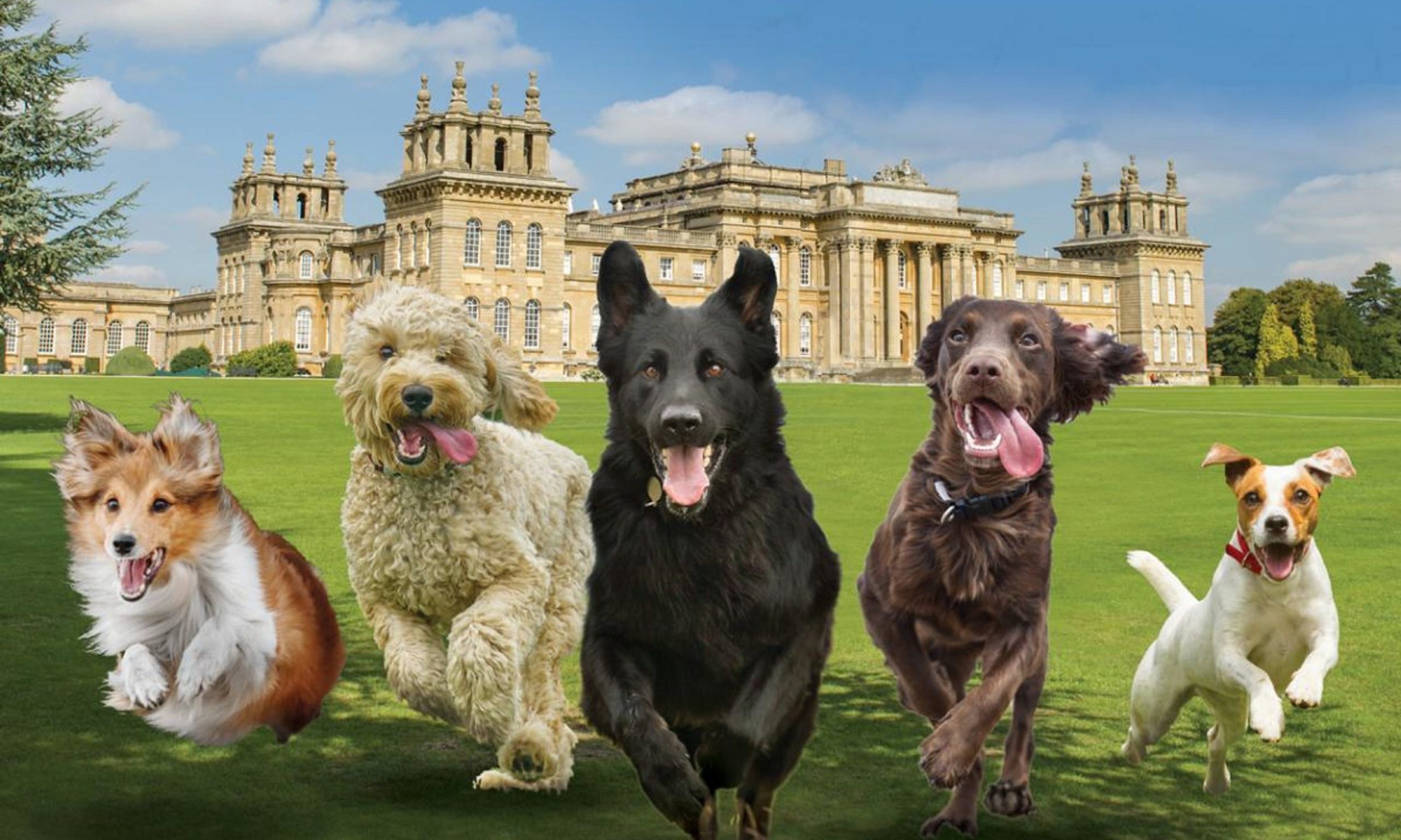 All About Dogs to bring show to Blenheim Palace Post